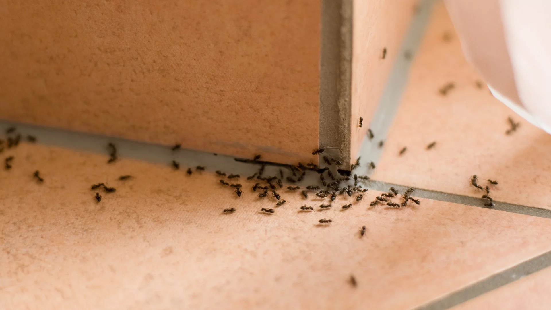 Indoor ant festation at a home in Westminster, MD.