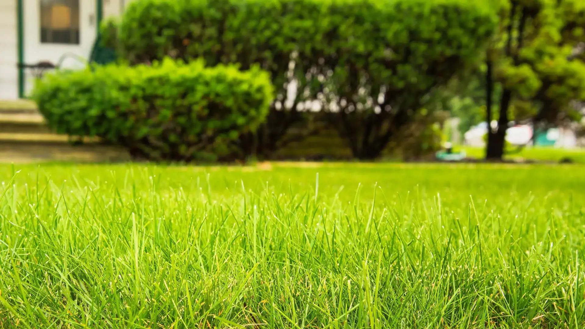 7 Benefits of a Professional Lawn Care Program for Your Home