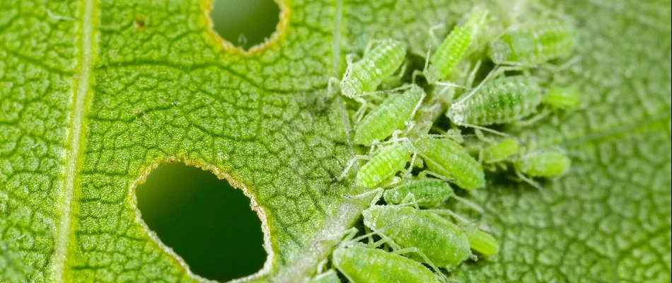 Aphids on the leaf of a plant in Westminster, MD.