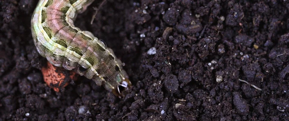 Armyworm on top of soil.