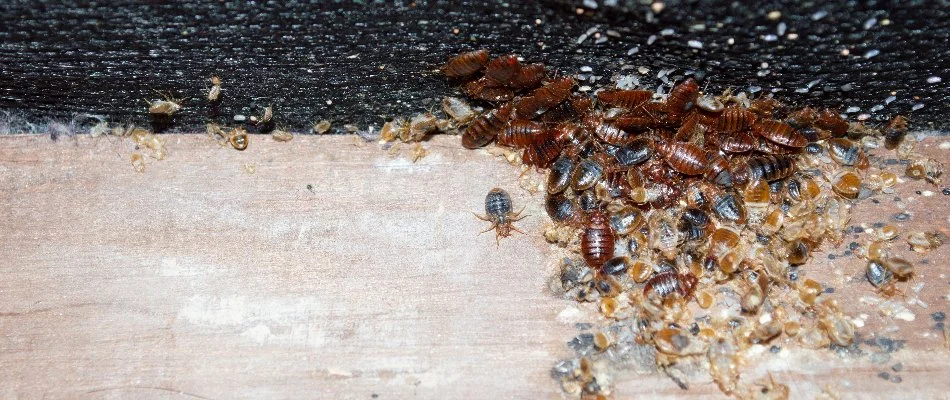 Bed bugs found on property in Westminster, MD.