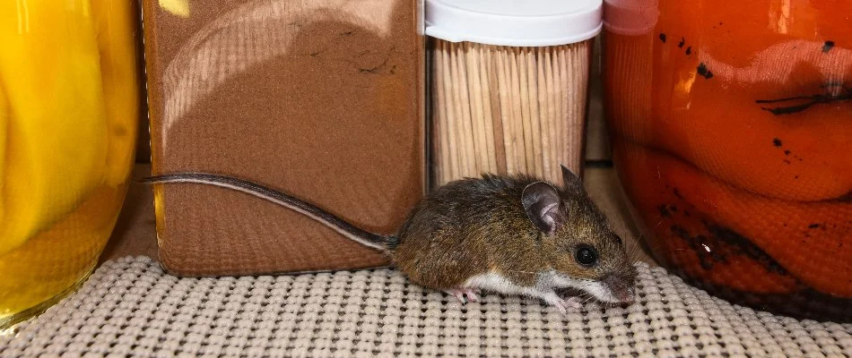 Little mouse found in kitchen in Westminster, MD.