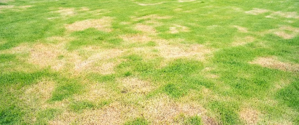 Brown patch lawn disease.