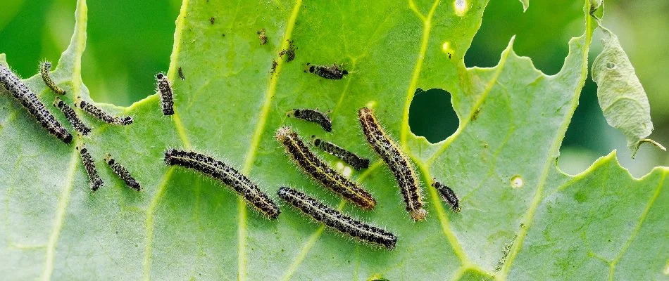 Caterpillars feeding on a leaf.