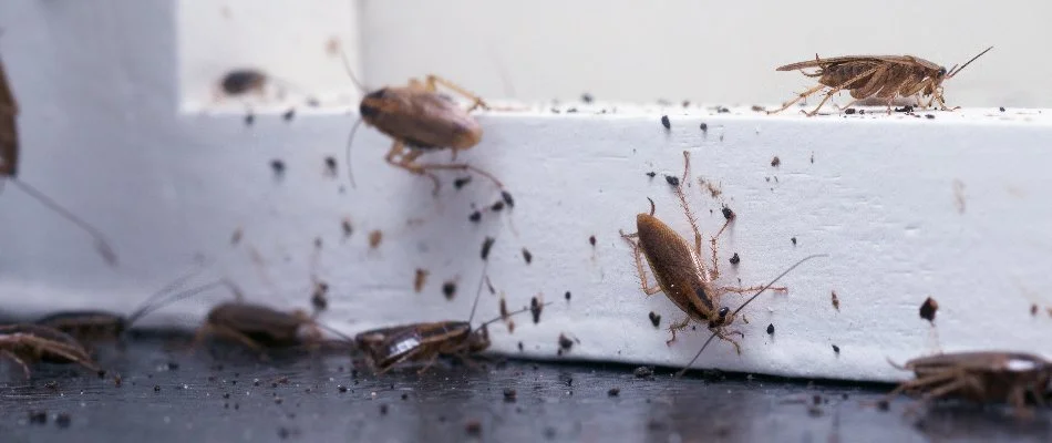 Cockroach on a property in Eldersburg, MD.