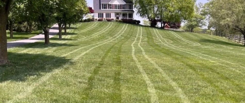 Lawn in Westminster, MD, that is green and healthy.