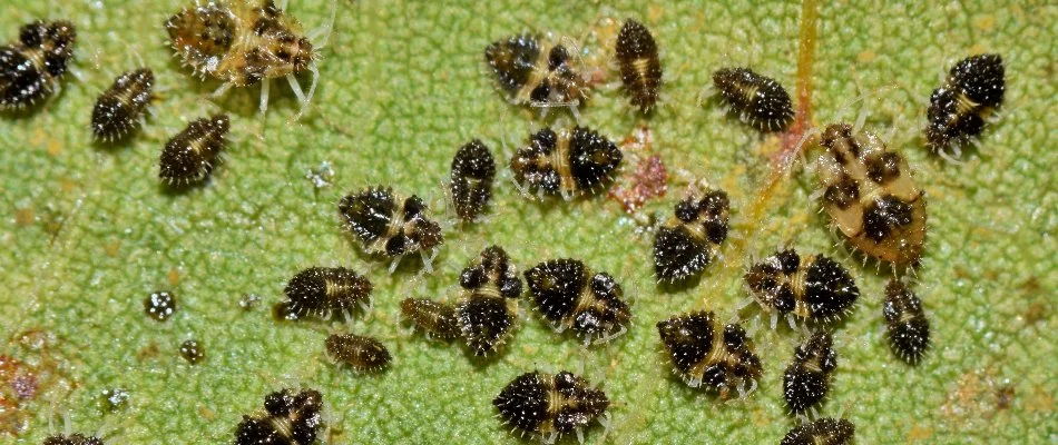 Lace bugs on a plant leaf in Westminster, MD.