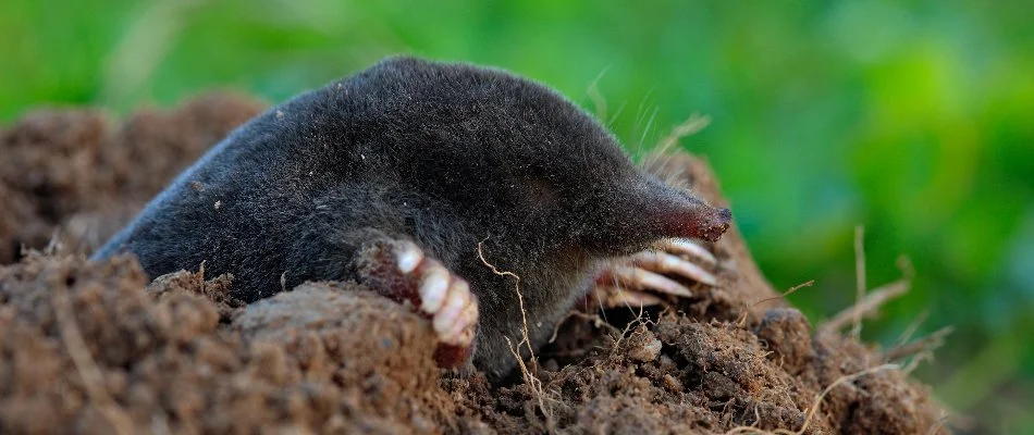 Mole emerging from a tunnel in Westminster, MD.