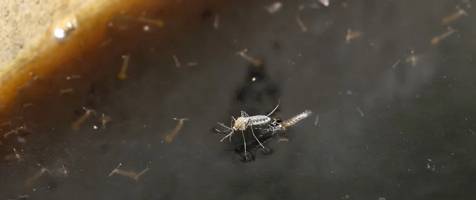Mosquito and larvae on standing water in Clarksville, MD.