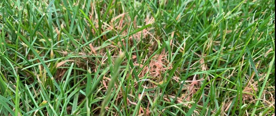 Red thread disease on a lawn in Westminster, MD.