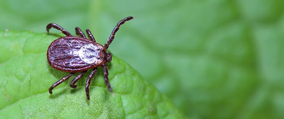 Tick in Sykesville, MD, sitting on a plant leaf.