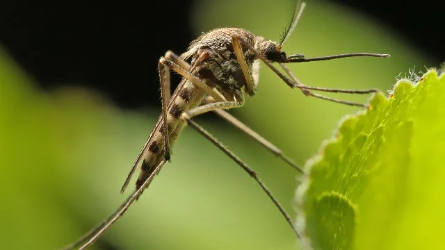 Mosquito in vegetation in Sykesville, MD.