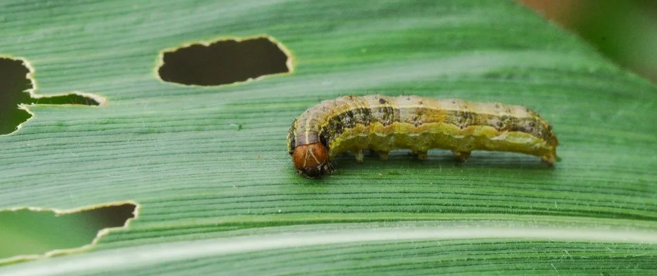 Armyworm chewing on a grass blade with holes in Westminster, MD.