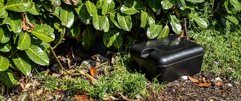 Black bait station near plant foliage in Westminster, MD.