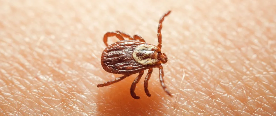 Brown tick on skin in Glenwood, MD.