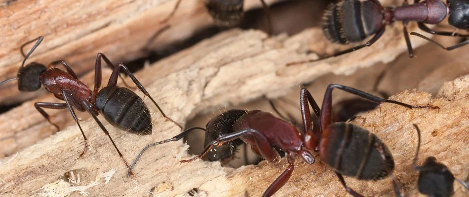 Carpenter ants boring into wood in Westminster, MD.