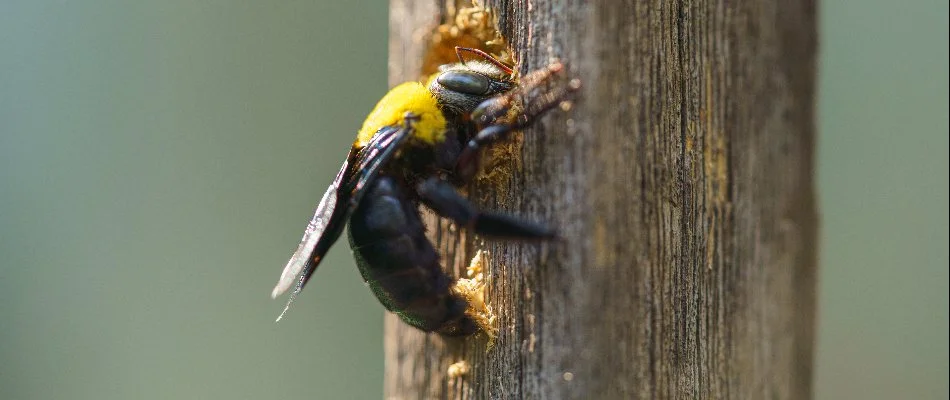 Carpenter bee chewing on wood in Westminster, MD.