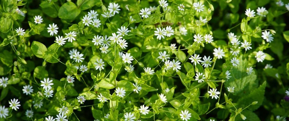 Chickweed with small, white flowers in Westminster, MD.