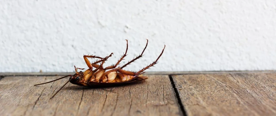 Dead cockroach on wood floor in Westminster, MD.