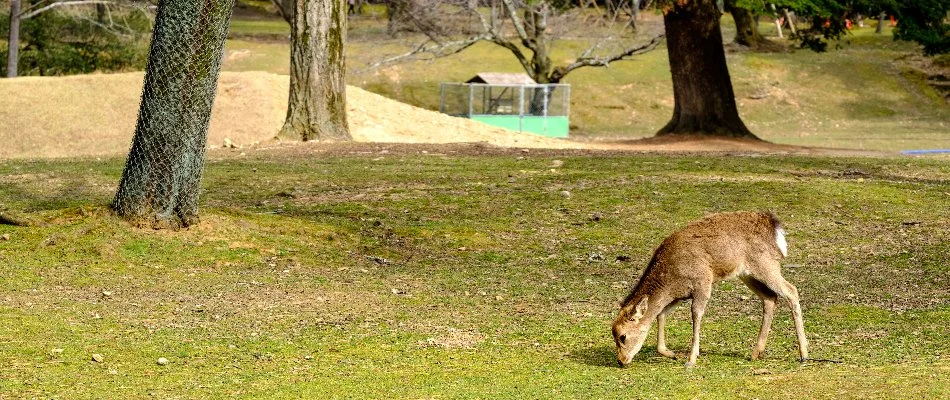 Deer near some trees in Westminster, MD.