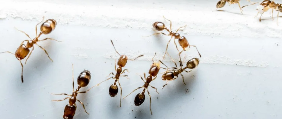 Group of ants inside of a property in Woodbine, MD.