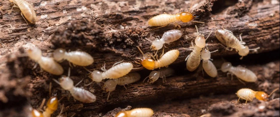 Group of termites on a piece of wood in Westminster, MD.