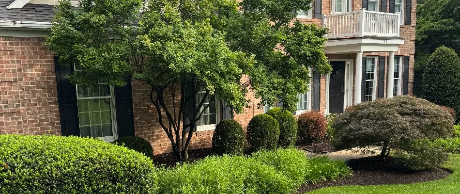 Landscape in Westminster, MD, with healthy, fertilized trees and shrubs.