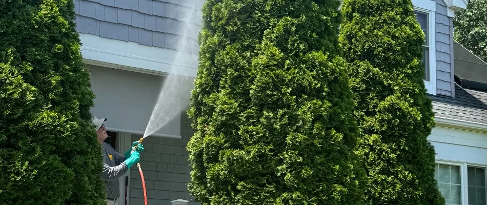 Large, green shrub in Clarksville, MD, being sprayed by a tech.