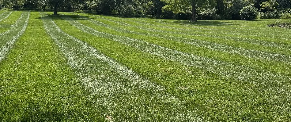 Large, lush lawn in Westminster, MD, with trees.