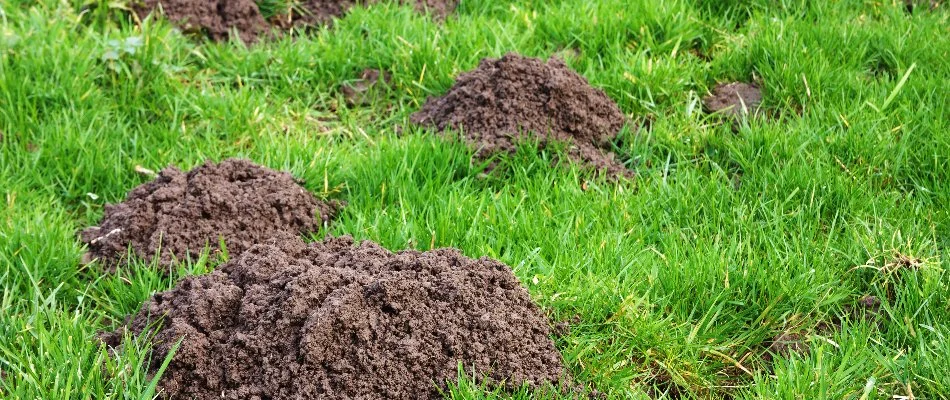 Large mounds of soil on a lawn in Westminster, MD, from moles.