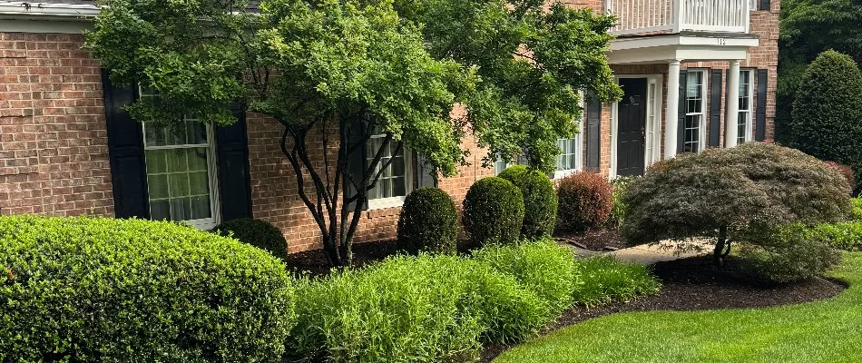 Lush shrubs and trees in a front landscape in Westminster, MD.