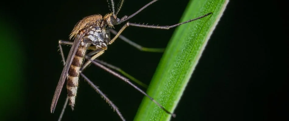 Mosquito on grass blade in Frederick, MD.