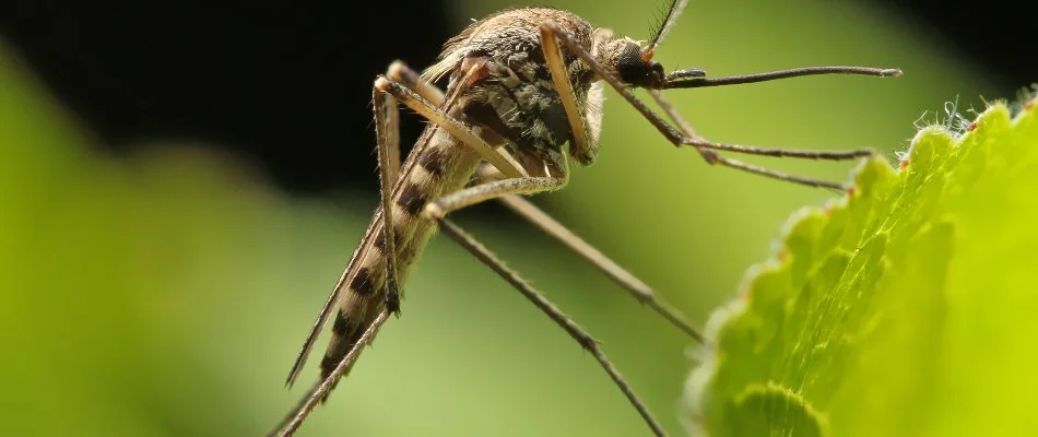 Mosquito on a green leaf on a property in Westminster, MD.