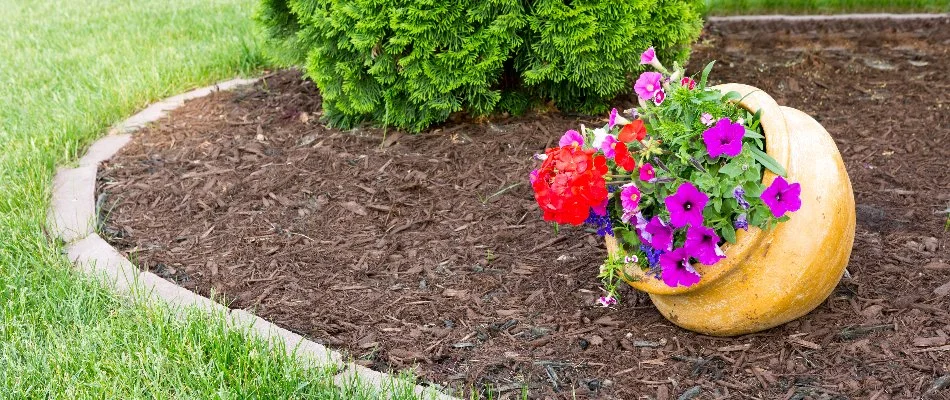 Mulch bed in Westminster, MD, with no weeds and an annual pot.