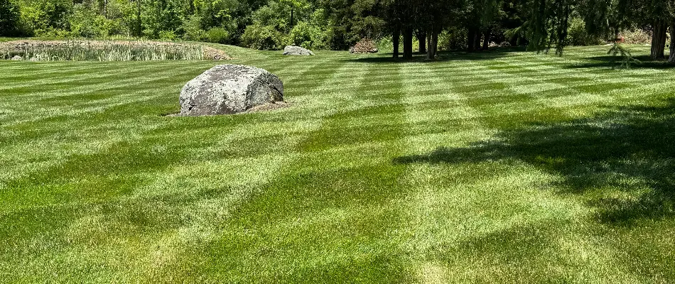 Overseeded beautiful lawn with lush green grass in Westminster, MD.