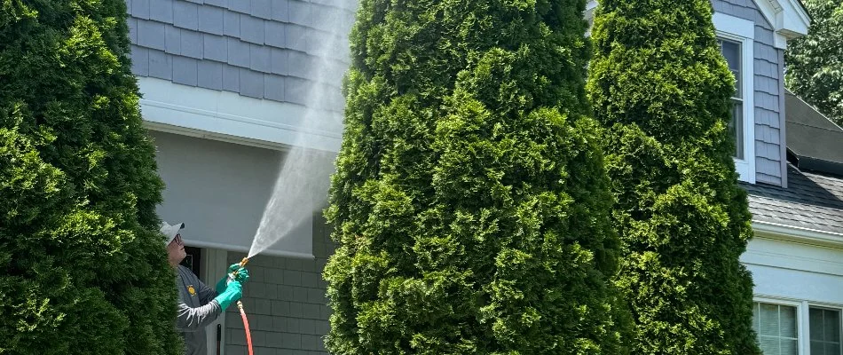 Professional applying an insect control treatment on a tree in Westminster, MD.