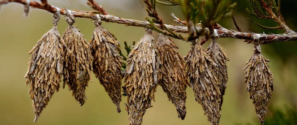 Bagworms on a tree branch in Westminster, MD.