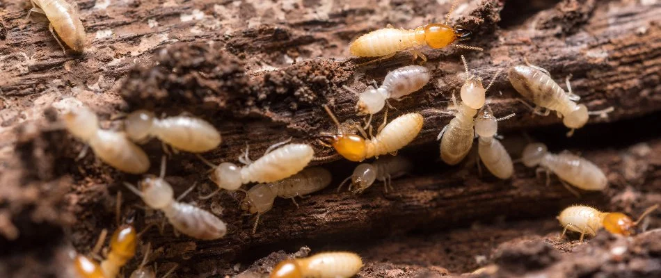 Several termites on damaged wood in Columbia, MD.