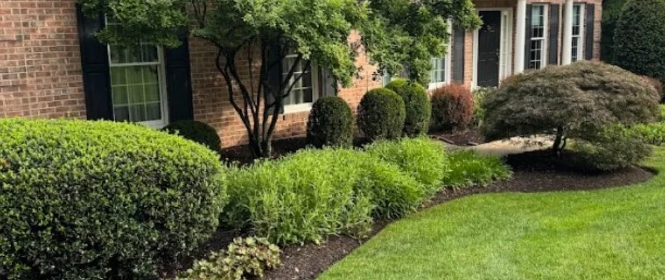 Shrubs and small trees in front of a home in Westminster, MD.