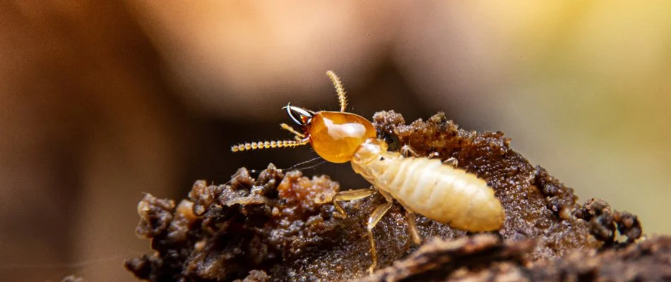 Single termite on wood in Westminster, MD.