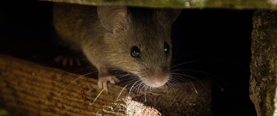 Small mouse under a structure in Greencastle, PA.