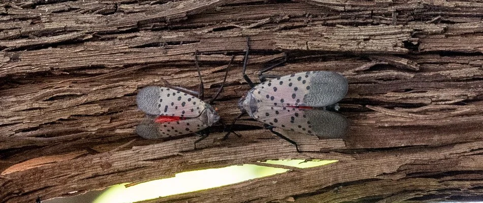 Spotted lanternflies on a tree branch in Westminster, MD.