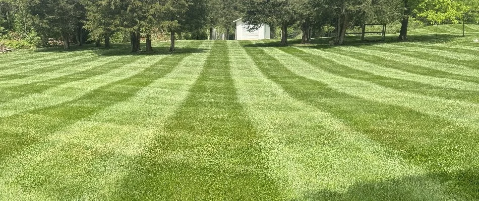 Striping on a lawn in Columbia, MD, with trees in back.