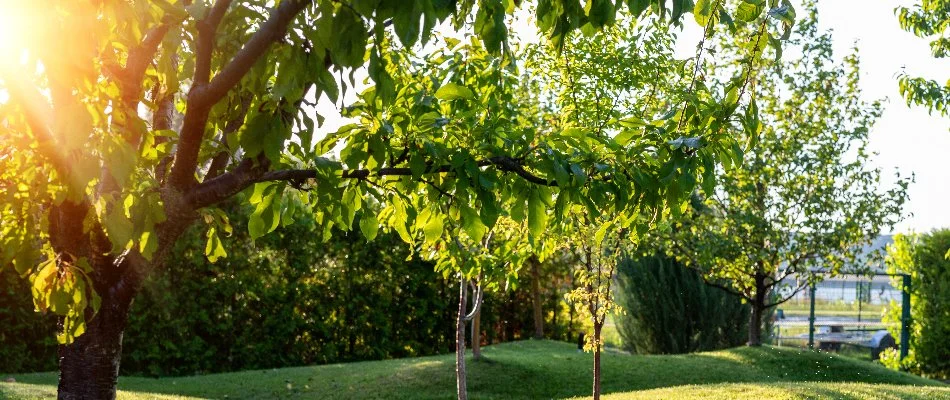 Sunlight passing through the branches of a tree in Westminster, MD.