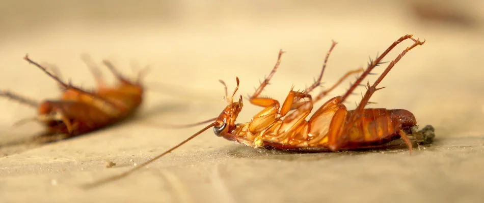 Two dead cockroaches on concrete in Hanover, PA.
