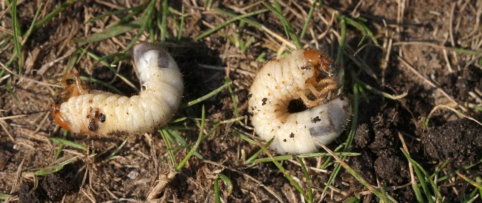 Two white grubs in dirt in Westminster, MD, with grass.