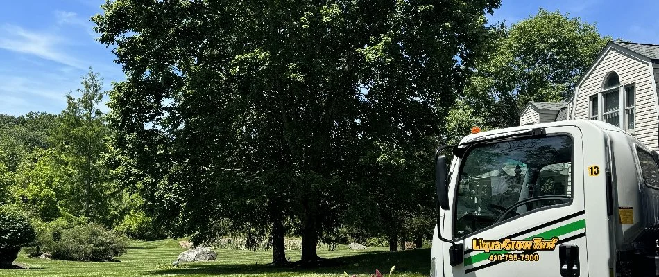 White truck near a lush green tree in Westminster, MD.