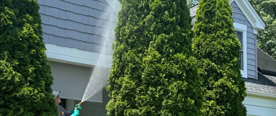 Worker spraying a tall, evergreen shrub in Frederick, MD.