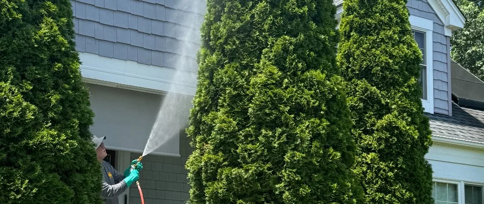 Lace bugs on a plant leaf in Westminster, MD.