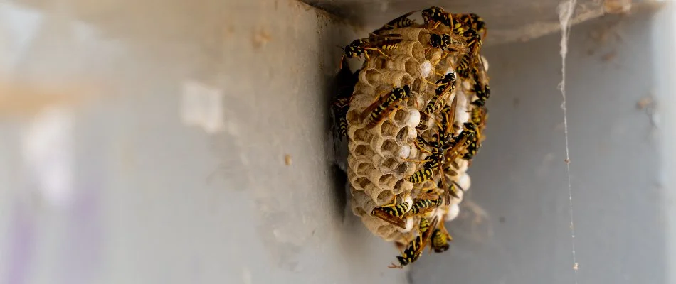 Yellowjackets on a nest in Westminster, MD.